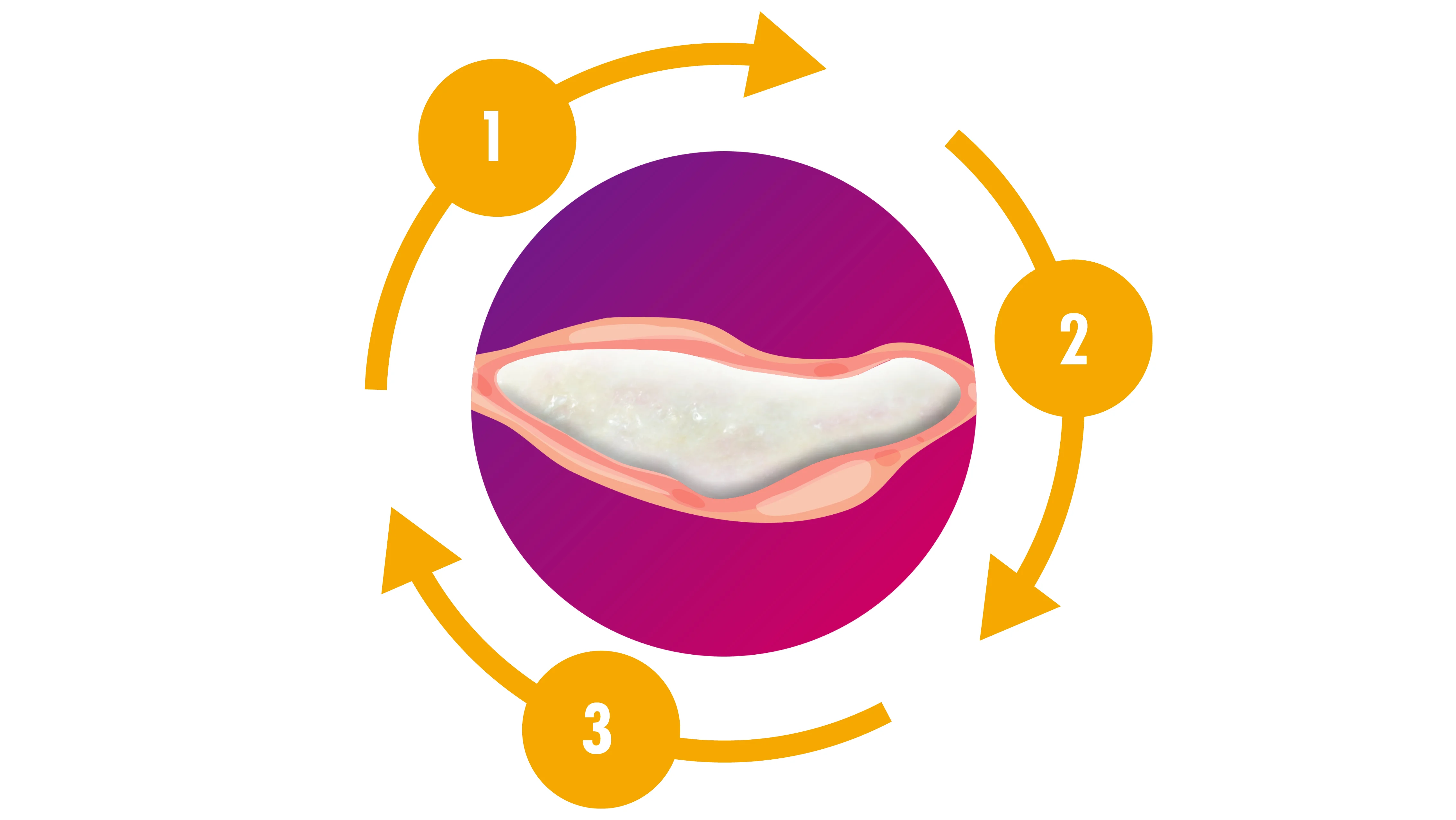 Grafik, die die Bildung und Reifung von Biofilm veranschaulichen soll. 